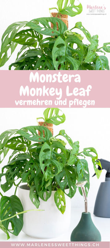 Monstera Monkey Leaf vermehren und pflegen